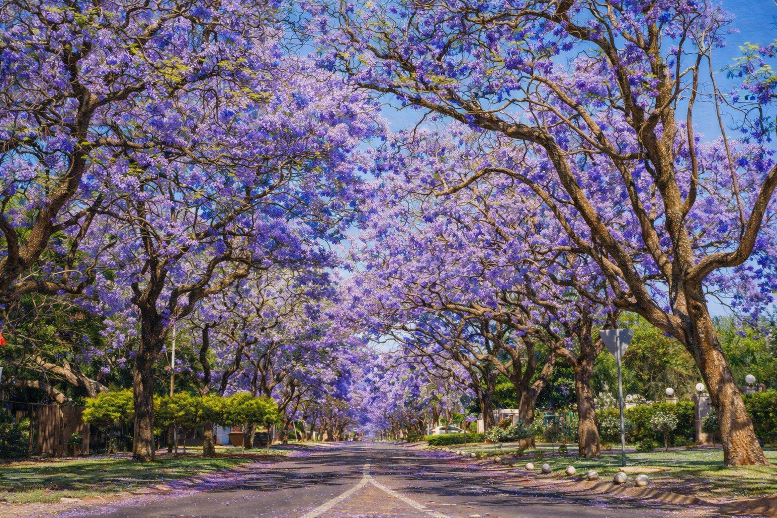 Valley of Jacaranda